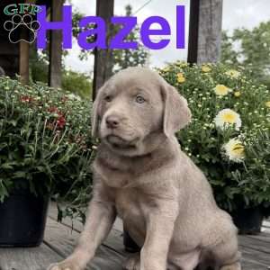 Hazel, Silver Labrador Retriever Puppy