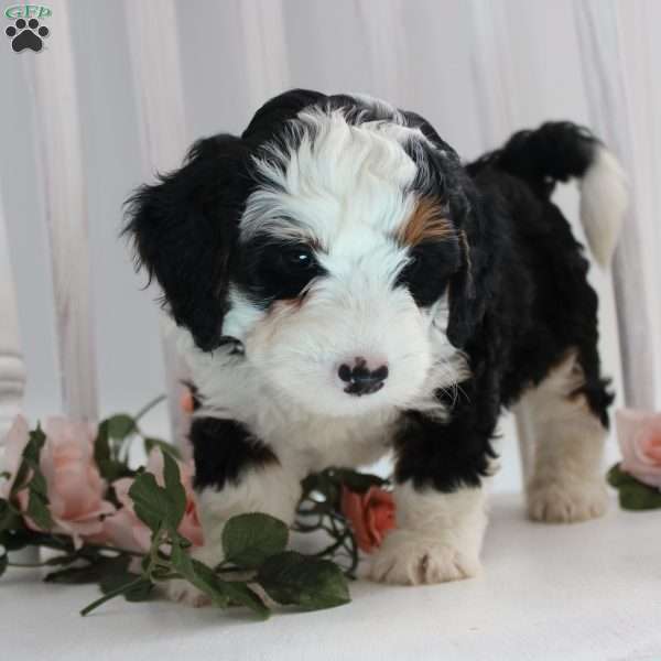 Benjie, Mini Bernedoodle Puppy