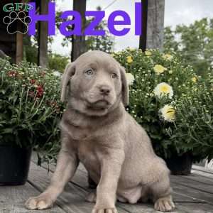 Hazel, Silver Labrador Retriever Puppy