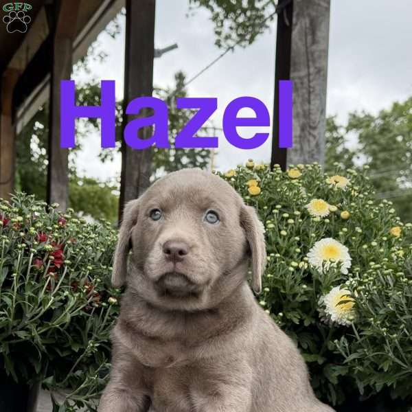 Hazel, Silver Labrador Retriever Puppy