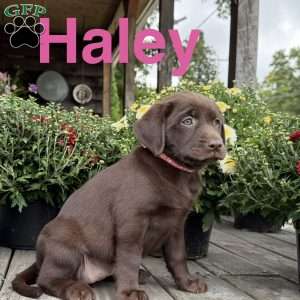 Haley, Chocolate Labrador Retriever Puppy