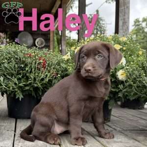 Haley, Chocolate Labrador Retriever Puppy