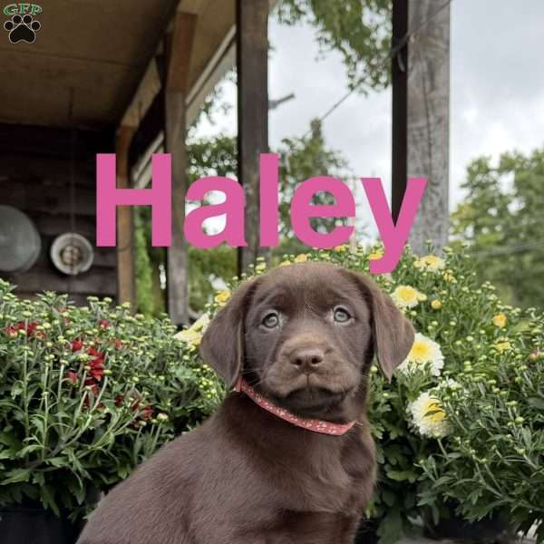 Haley, Chocolate Labrador Retriever Puppy
