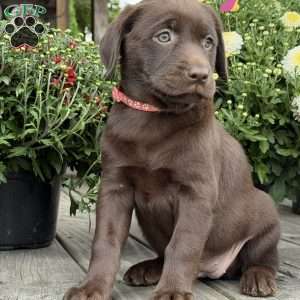 Haley, Chocolate Labrador Retriever Puppy