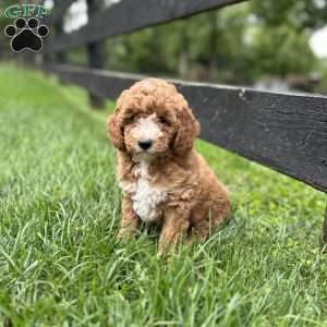 Autumn, Mini Goldendoodle Puppy