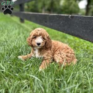 Autumn, Mini Goldendoodle Puppy