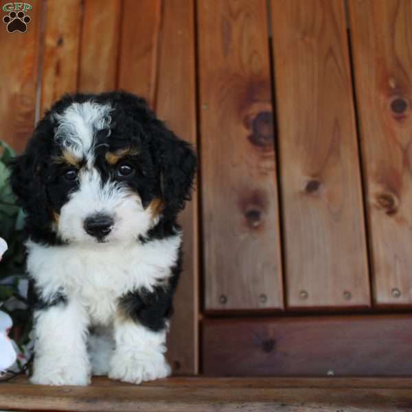 marshall, Mini Bernedoodle Puppy