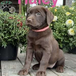 Haley, Chocolate Labrador Retriever Puppy