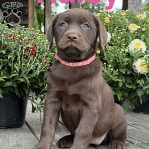 Haley, Chocolate Labrador Retriever Puppy