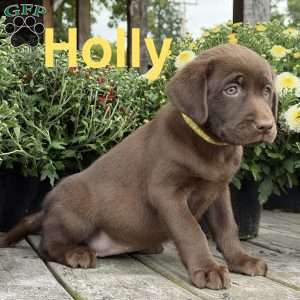 Holly, Chocolate Labrador Retriever Puppy