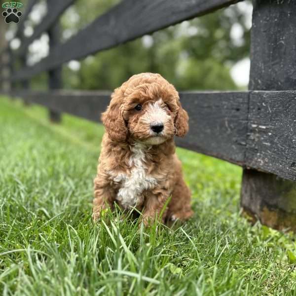 Autumn, Mini Goldendoodle Puppy