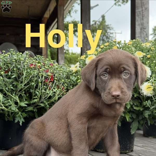 Holly, Chocolate Labrador Retriever Puppy