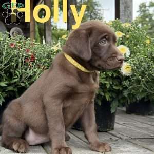 Holly, Chocolate Labrador Retriever Puppy