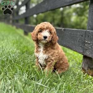 Autumn, Mini Goldendoodle Puppy