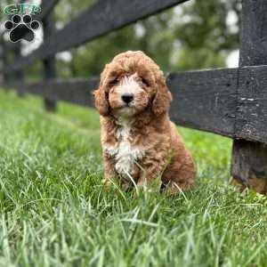Autumn, Mini Goldendoodle Puppy