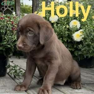 Holly, Chocolate Labrador Retriever Puppy