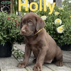 Holly, Chocolate Labrador Retriever Puppy