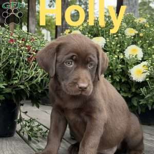 Holly, Chocolate Labrador Retriever Puppy