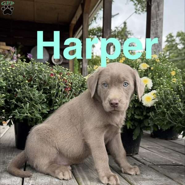 Harper, Silver Labrador Retriever Puppy