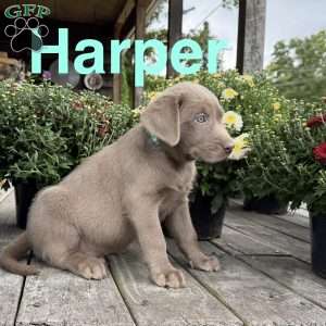 Harper, Silver Labrador Retriever Puppy