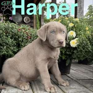 Harper, Silver Labrador Retriever Puppy