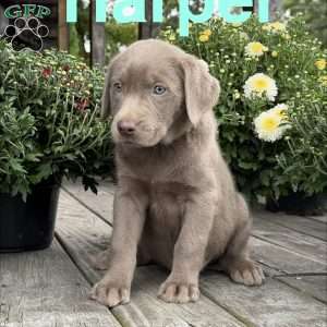 Harper, Silver Labrador Retriever Puppy