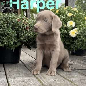 Harper, Silver Labrador Retriever Puppy