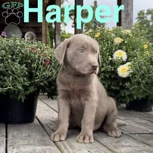 Harper, Silver Labrador Retriever Puppy