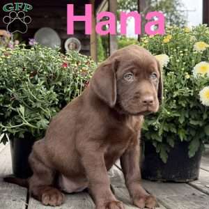 Hana, Chocolate Labrador Retriever Puppy