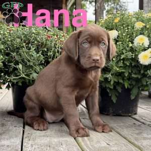 Hana, Chocolate Labrador Retriever Puppy