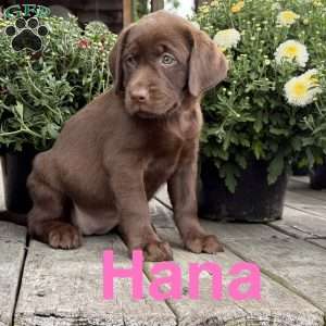 Hana, Chocolate Labrador Retriever Puppy