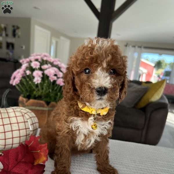 Addison, Mini Goldendoodle Puppy