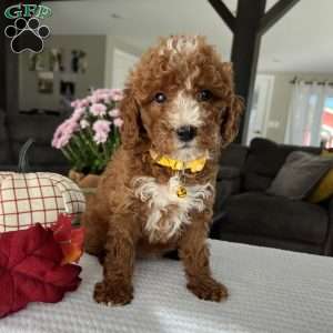 Addison, Mini Goldendoodle Puppy