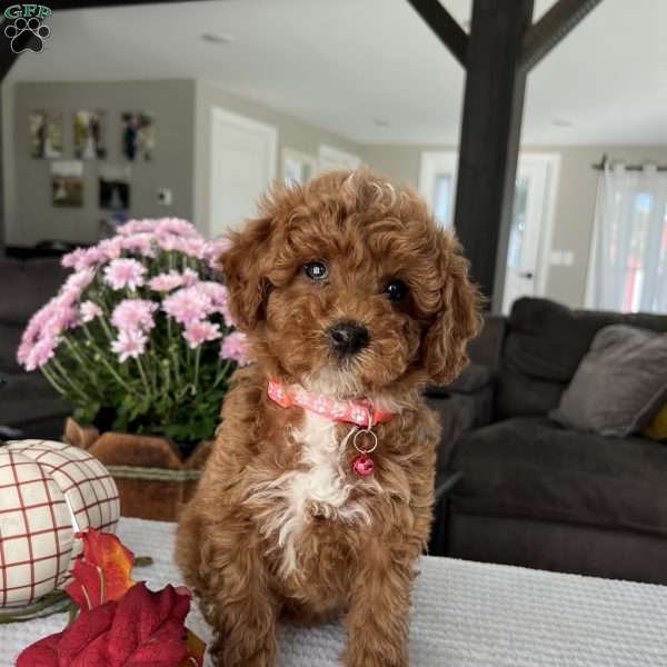 Abbie, Mini Goldendoodle Puppy