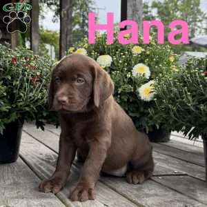 Hana, Chocolate Labrador Retriever Puppy