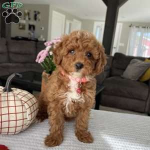 Abbie, Mini Goldendoodle Puppy