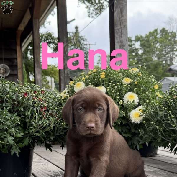 Hana, Chocolate Labrador Retriever Puppy