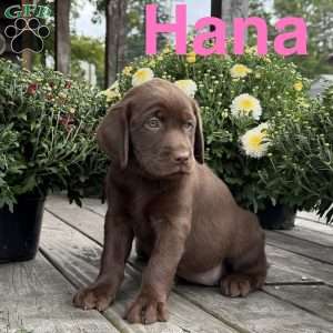 Hana, Chocolate Labrador Retriever Puppy