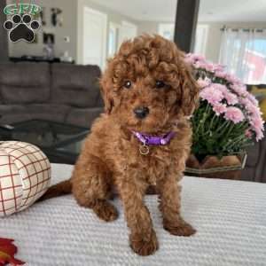 Aurora, Mini Goldendoodle Puppy