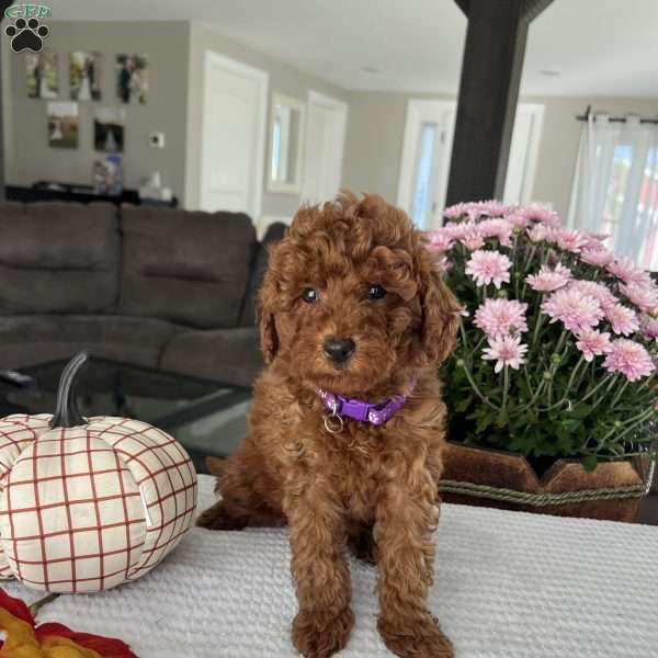 Aurora, Mini Goldendoodle Puppy