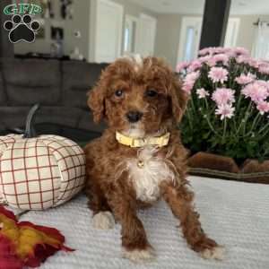 Ava, Mini Goldendoodle Puppy