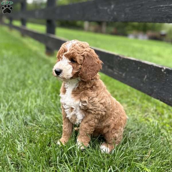 Marshal, Mini Goldendoodle Puppy