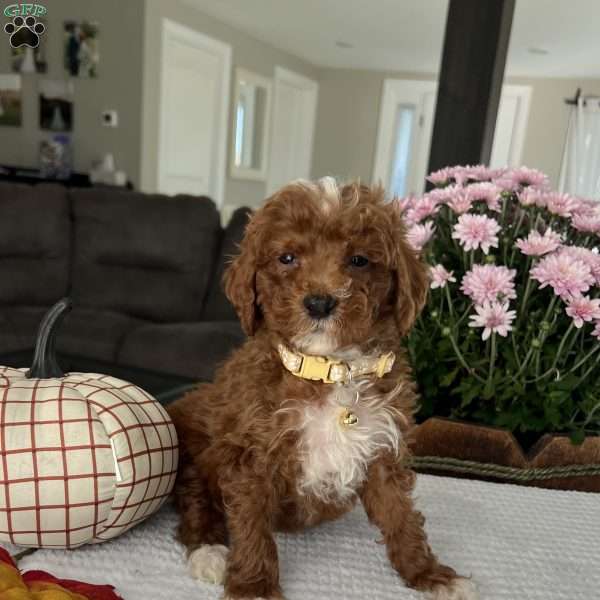 Ava, Mini Goldendoodle Puppy