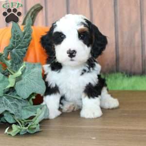 Benjie, Mini Bernedoodle Puppy