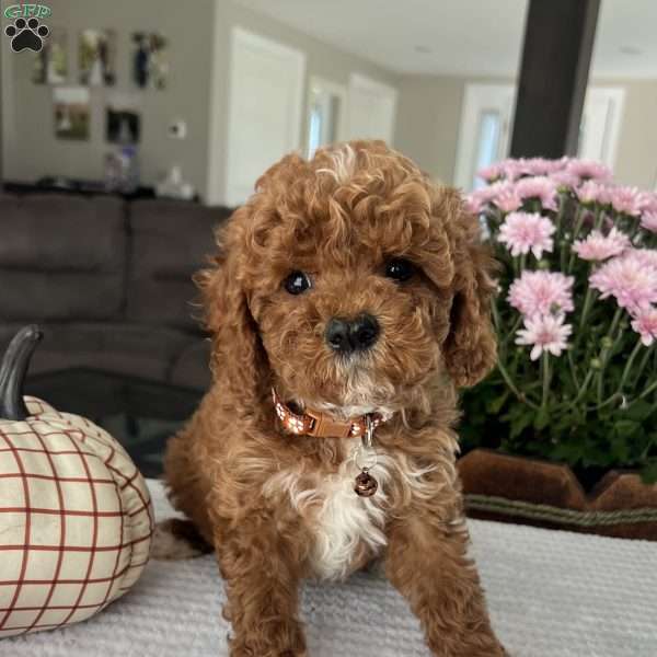 Atlas, Mini Goldendoodle Puppy