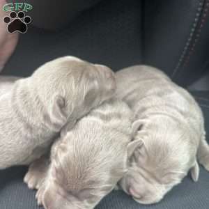 Penny, Silver Labrador Retriever Puppy