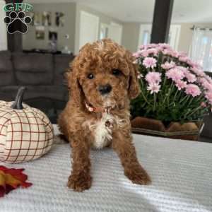 Atlas, Mini Goldendoodle Puppy