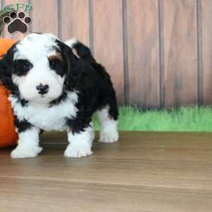 Benjie, Mini Bernedoodle Puppy