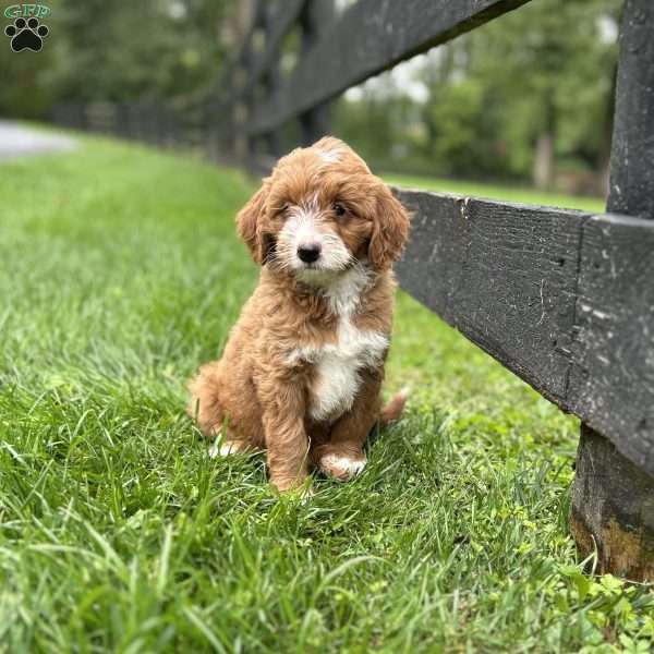 Pumpkin, Mini Goldendoodle Puppy