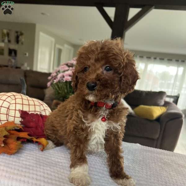 Archie, Mini Goldendoodle Puppy